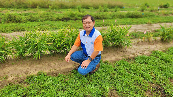 Dr. Sanjun Gu in ginger field.
