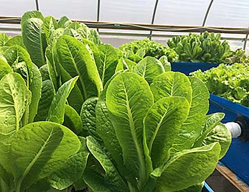 Lettuce grows in aquaponics system.