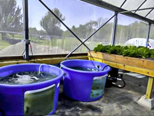 Producer site, Olive Branch Aquaponics in Tulsa, Oklahoma.