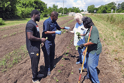 Shaun Francis, Extension horticulture specialist for the University of Arkansas at Pine Bluff, works with participants of the senior center in the community garden.