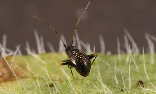 Adult (short-winged) female garden fleahopper measuring about 1.6 mm in length and 1.0 mm in width
