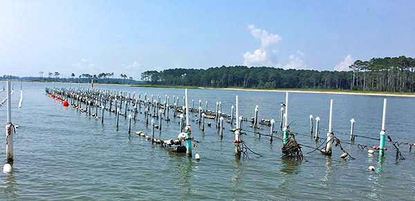 Established oyster farm.