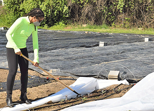 Student ploughs soil.