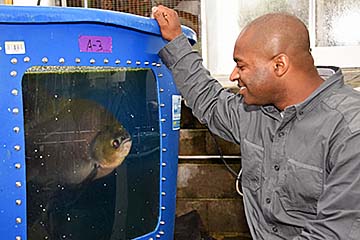 Donald Bacoat observes a large fish in one of the tanks at the Fort Valley State University aquaculture facility.