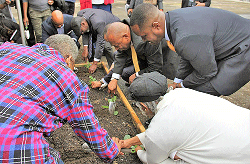 Group planting