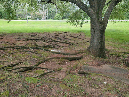 Trees in Tallahassee, Florida.