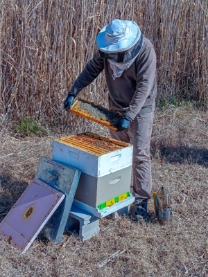 Person engages in beekeeping.