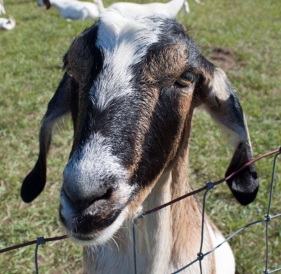 Goat