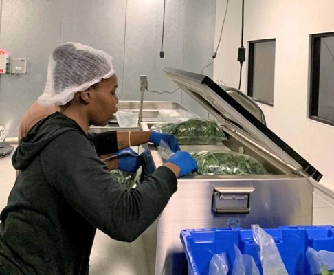 Intern Terri Lewis vacuum packs collard greens.