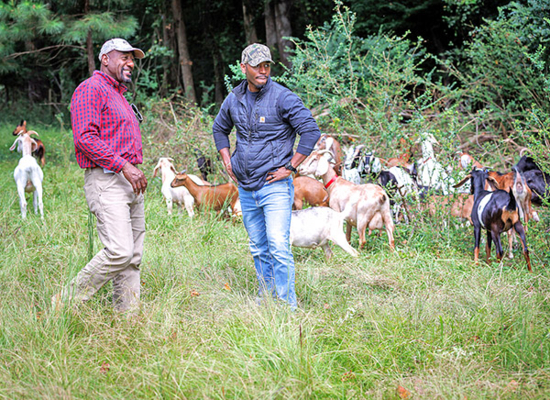 Jimmy Summerville and his son watch goats forage at Red-Tailed Farm.