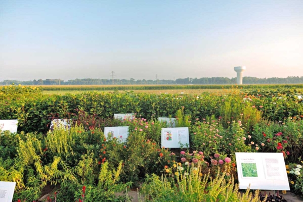 VSU grows robust herbs, vegetables and flowers together for increased harvests from small spaces.