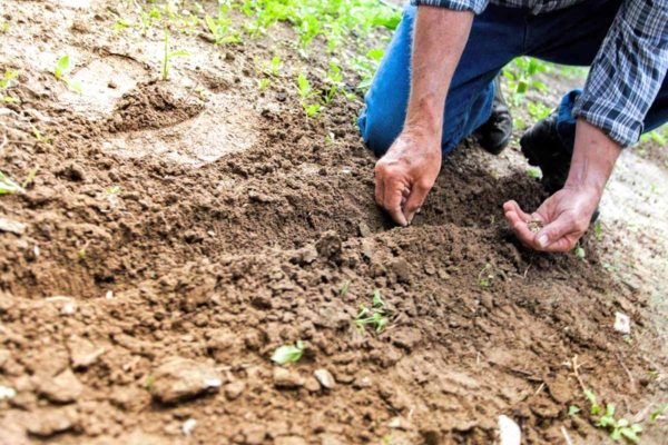 Farmer kneeling in the field.