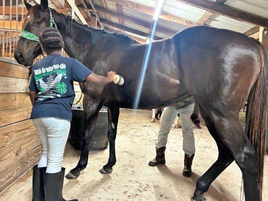 Student brushes horse.