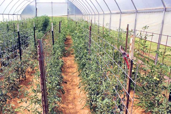 Organic crops