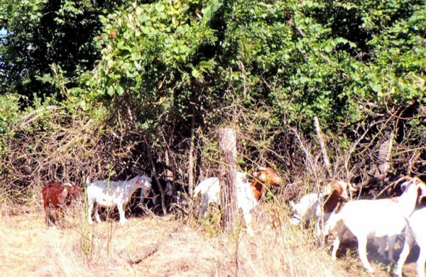 Goats consume unwanted vegetation.