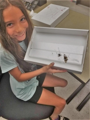 Young person with butterfly specimens