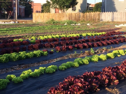 urban garden