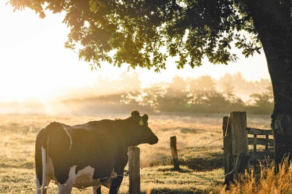 Cow in field.