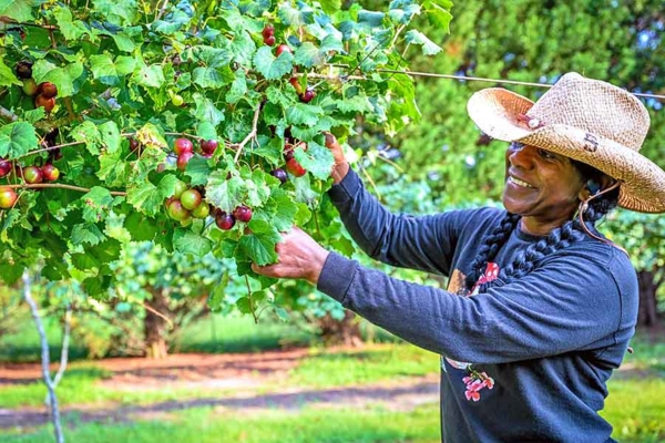 Farmer Darlene Williams in her vineyard.
