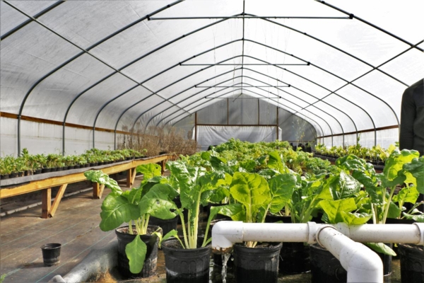 Vegetables growing in greenhouse.