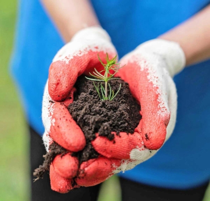 Close-up of a person holding a plant in soil.