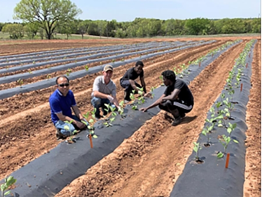 The use of black plastic mulch at the Horticulture Education and Research Center.