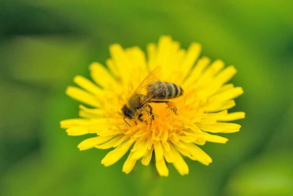 Bee on a yellow flower.