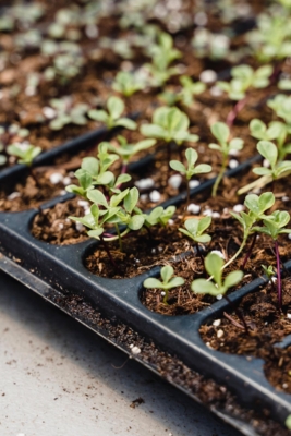 Green seedlings growing in pots.