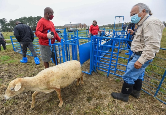 SFC-Sheep-Todd.JPG