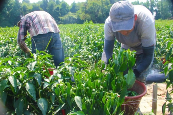 Two farmers harvest crops.