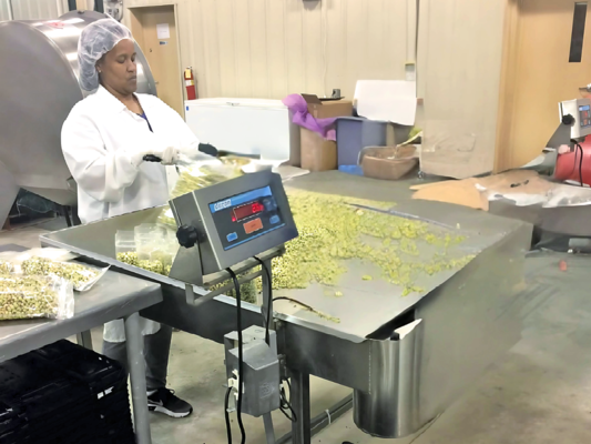 Processing vegetables.