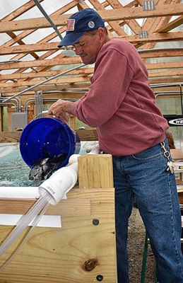 Central State University Extension Vegetable and Small Fruit Technician Brian Kampman places the tilapia within the growing tanks.