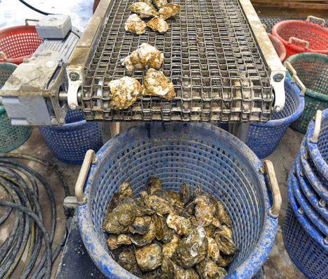 Oysters