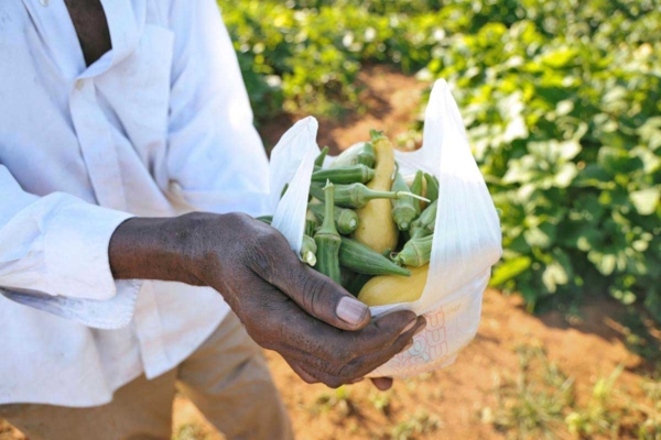 Hands holding a bag of vegetables.