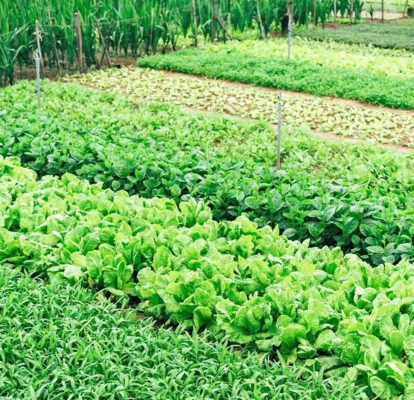 Row crops