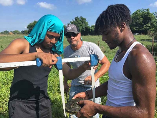 Three people measure turtle.