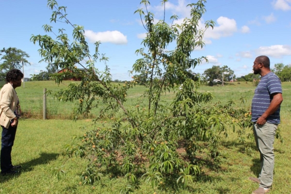 Peach_tree.jpg