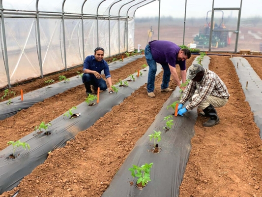 Tomato planing in hoop house.