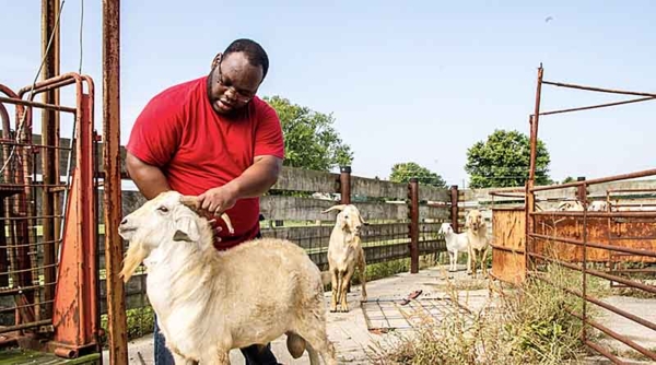 Dr. Matthews tending to a goat.