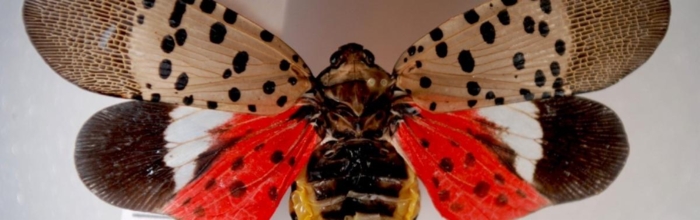 SpottedLanternFly.jpg
