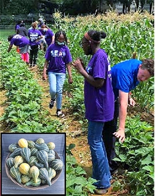 Community harvests crops.