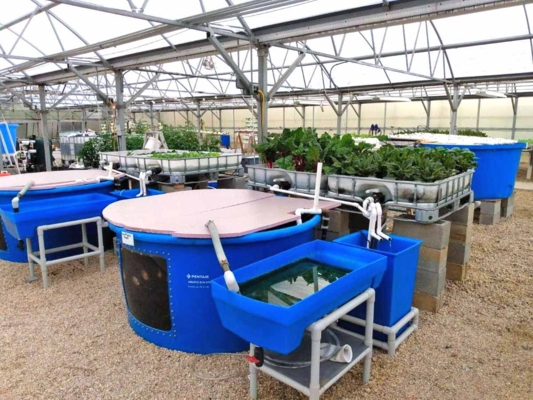 Large aquaponic unit at VSU Randolph Farm.
