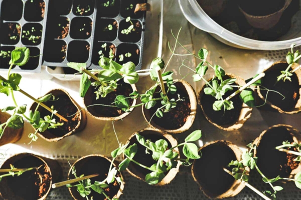 Small plant containers.