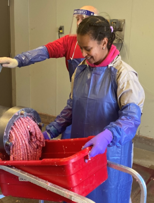 Dr. Hiruit Yirga helping with grinding goat meat for a research project.