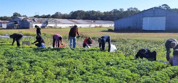 People in the field.