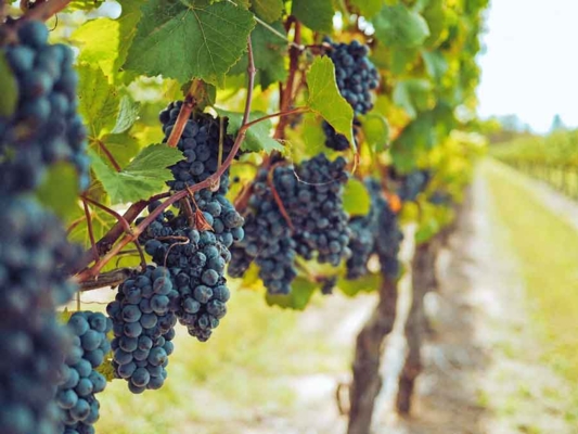 Grapes
