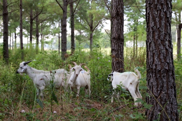 Meat_goats.jpg