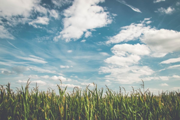 Field
