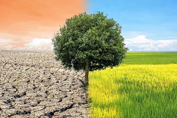 Tree surrounded by dry land and green land.