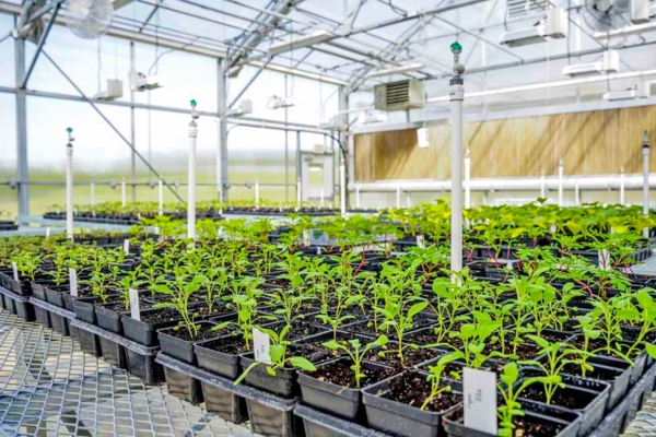 The greenhouse on Busby Farm is ideal for conducting research on diverse crops.